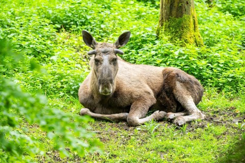 Eurasian elk (Alces alces) on a meadow, Bavaria, Germany