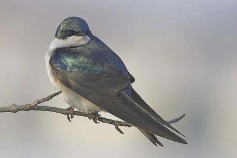 Tree Swallow (Tachycineta bicolor), Ontario, Canada