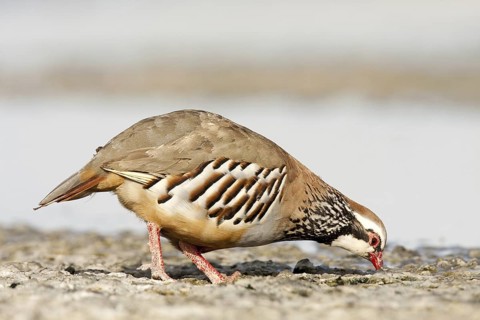 Red-legged Partridge (Alectoris rufa), Castile-La Mancha, Spain