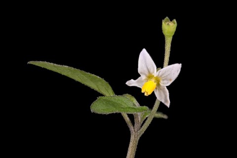 European Black Nightshade (Solanum nigrum), Black Nightshade, flower, Germany