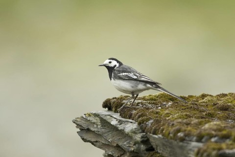 White Wagtail (Motacilla alba yarrellii), Wales, United Kingdom