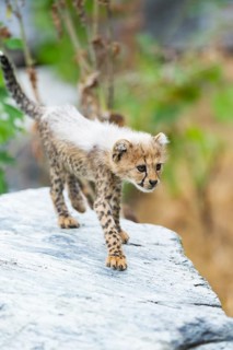 Cheetah (Acinonyx jubatus) youngster walking on a rock, captive, occurrence Africa