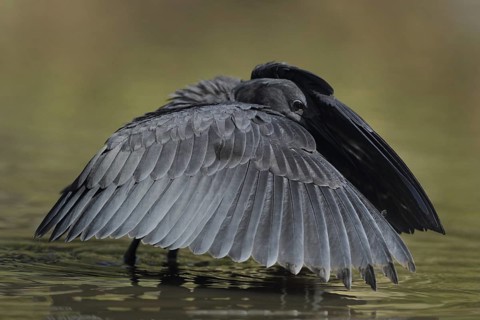 Black Heron (Egretta ardesiaca), Gambia