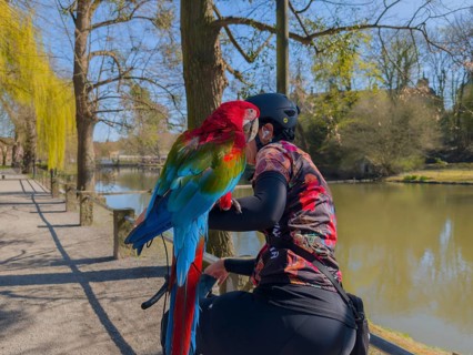 Lotte the parrot on a bicycle in Bückeburg Castle Park Germany
