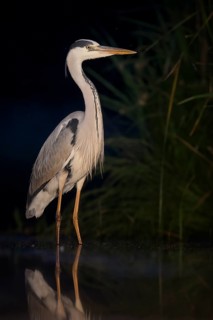 Grey Heron (Ardea cinerea), Hungary