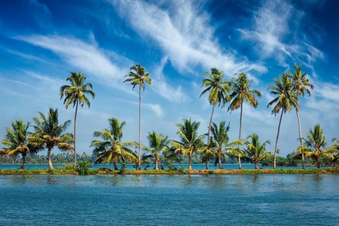 Kerala travel tourism background, Palms at Kerala backwaters. Allepey Alappuzha, Kerala, India.