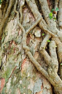 Thick ivy roots entwine a tree trunk