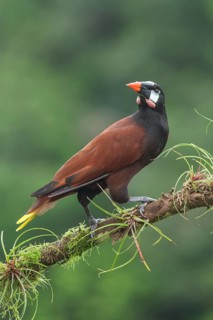 Montezuma Orependola (Psarocolius montezuma) perched on a branch in Costa Rica