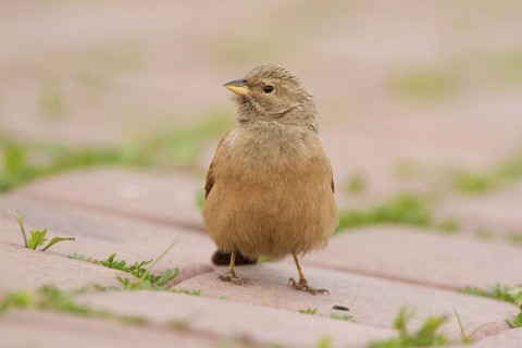 House Bunting (Emberiza sahari) female, Morocco