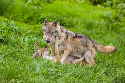 Two adult male eurasian gray wolves (Canis lupus lupus), social behaviour, dominance