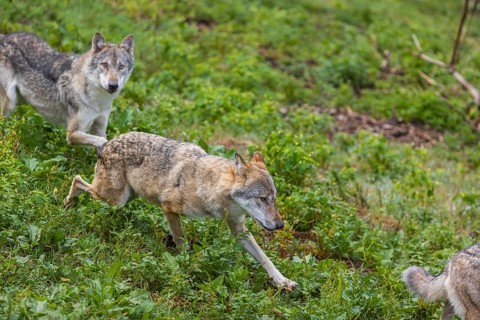 Two adult eurasian gray wolves (Canis lupus lupus) walking through the green undergrowth at a