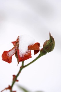Rose blossom with snow, Winter, Germany