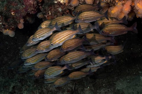 Striped grunt (Pomadasys striatus)