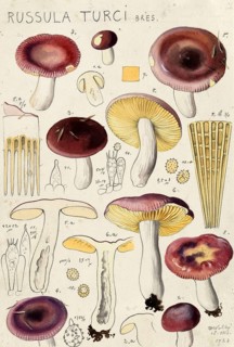 Mushroom, fungi, iodoform russula, Russula turci, authentic reproduction of an illustration by Hans