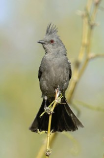 Phainopepla (Phainopepla nitens) female, Arizona, USA
