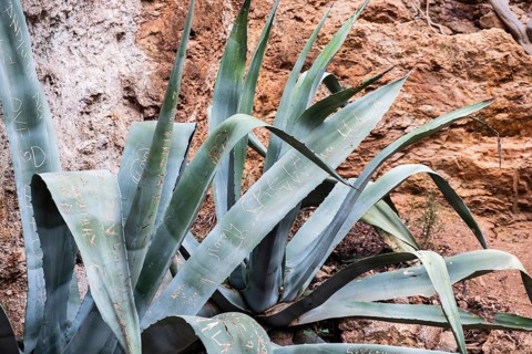 An agave with carved names of visitors to a tourist attraction in Barcelona, Spain