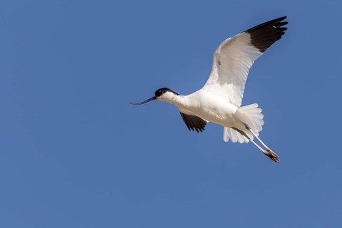 Pied Avocet (Recurvirostra avosetta) flying, Texel, Netherlands