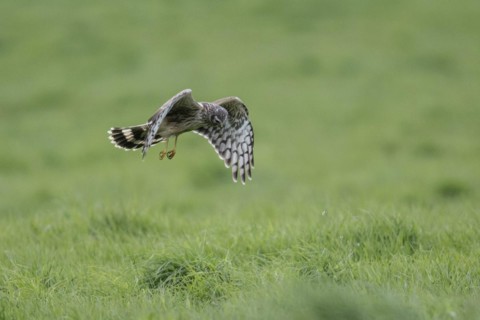Hen harrier (Circus cyaneus), Emsland, Lower Saxony, Germany