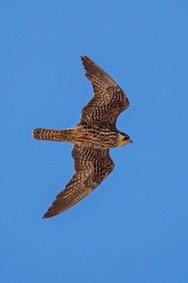 Eleonora's Falcon (Falco eleonorae) young female flying, Sardinia, Italy