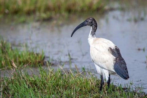 Sacred ibis (Threskiornis aethiopicus), Masai Mara, Kenya