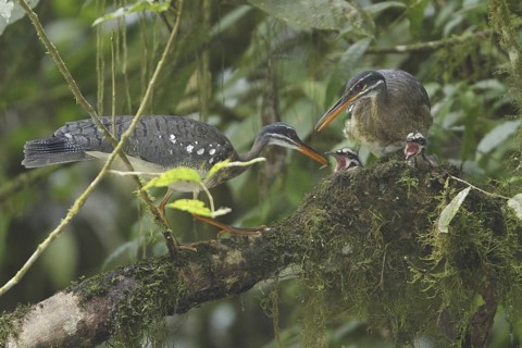 Sunbittern (Eurypyga helias) chick, Costa Rica