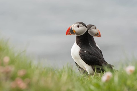 Atlantic Puffin (Fratercula arctica), Látrabjarg, Iceland