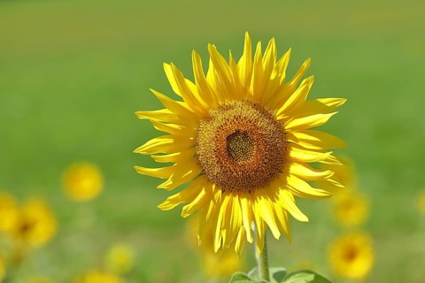 Sunflower (Helianthus annuus), flower in a sunflower field, Hesse, Germany