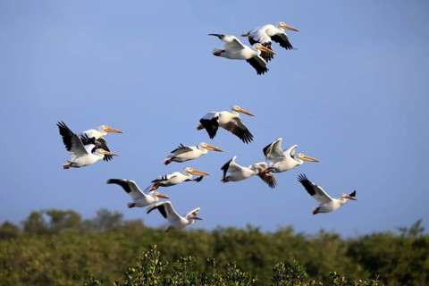 Rhinoceros pelican (Pelecanus erythrorhynchos), adult, group, flying, Merritt Island, Black Point
