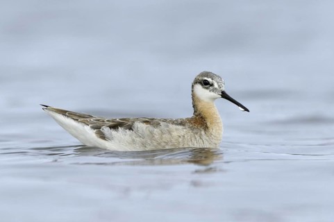 Wilson's Phalarope (Phalaropus tricolor), Texas, USA
