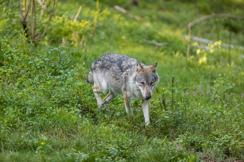 One adult male eurasian gray wolf (Canis lupus lupus) running through the green undergrowth at a