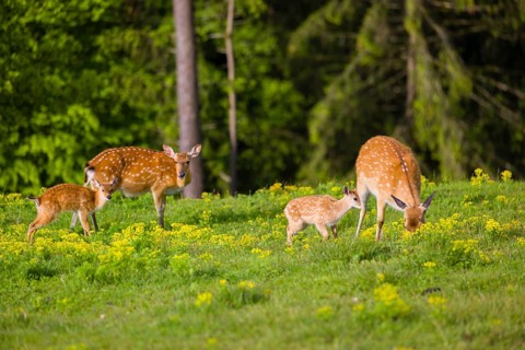 One female Manchurian sika deer or Dybowski's sika deer (Cervus nippon mantchuricus or Cervus