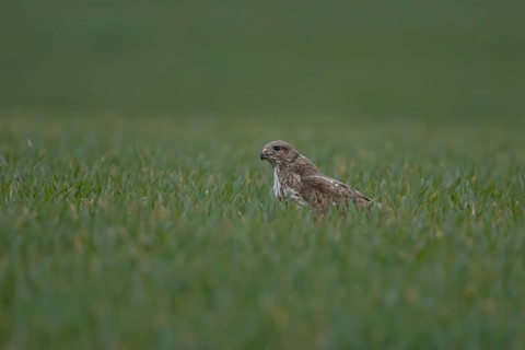 Common buzzard (Buteo buteo) adult raptor bird of prey in a farmland cereal field, Norfolk,