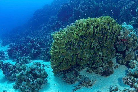 This vibrant underwater scene showcases a thriving coral reef teeming with various marine life,