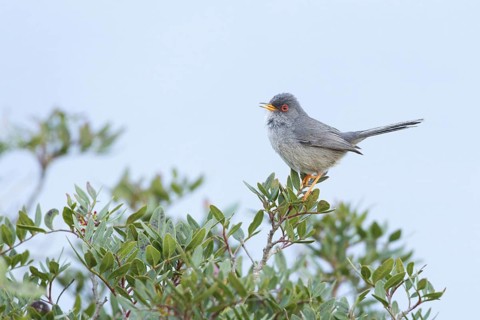 Balearic Warbler (Sylvia balearica) male singing, Mallorca, Spain