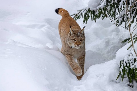 Eurasian lynx, Northern lynx (Lynx lynx lynx) hunting in thick snow in winter, Scandinavia