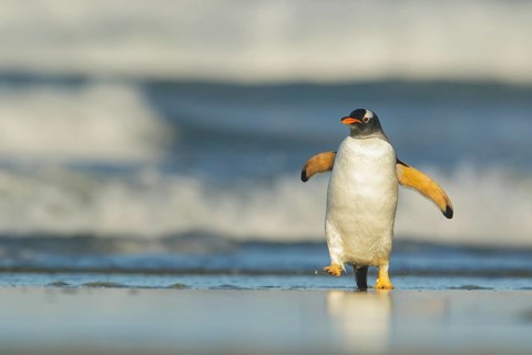 Gentoo Penguin (Pygoscelis papua) emerging from the ocean in the Falkland Islands