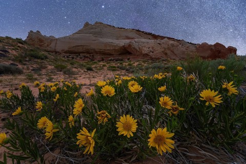 Nighttime spring view of vibrant Desert Sunflower blooming at Coyote Buttes in the Paria