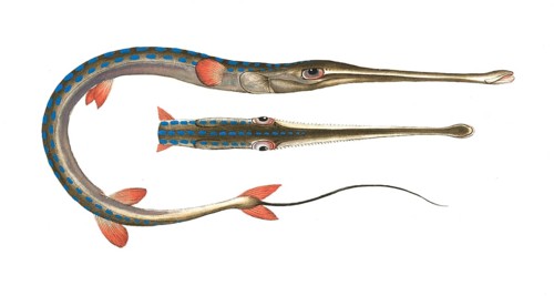 Fish, Fische, Fistularia tabacaria, Die Tabakspfeife, the tobacco-Pipe-Fish, Historic, digitally
