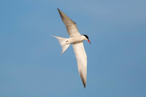 Common Tern (Sterna hirundo) flying, Greece
