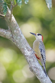 West Indian Woodpecker (Melanerpes superciliaris) perched on a branch in Cuba