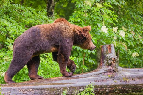 A young male Eurasian brown bear (Ursus arctos arctos) walks on a rotting log lying on the ground