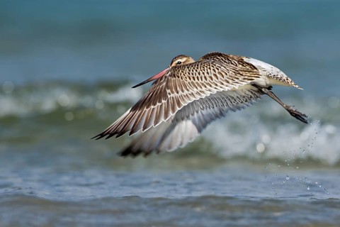 Bar-tailed Godwit (Limosa lapponica) flying, Mecklenburg-Western Pomerania, Germany