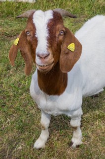 Boer goat (Capra aegagrus hircus), domestic goat, goat, camera view, laughing, fun, humour, happy,
