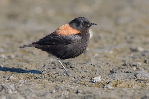 Austral Negrito (Lessonia rufa) male, Santiago Metropolitan, Chile