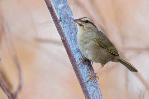 Olive Sparrow (Arremonops rufivirgatus) perched on a branch in Oaxaca, Mexico
