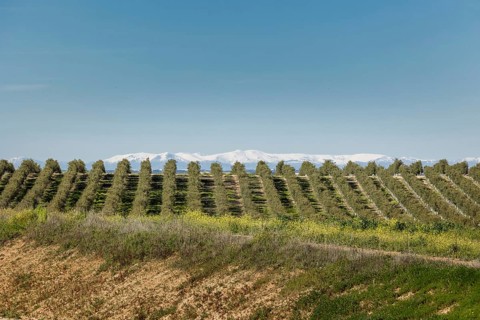 A wide-angle view of an olive plantation in Toledo, Spain, shows perfect tree alignment leading
