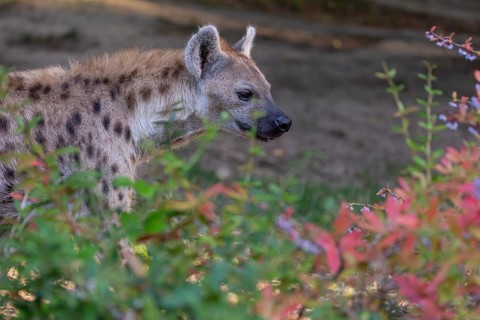 One young adult male spotted hyena (Crocuta crocuta), or laughing hyena standing behind some bushes