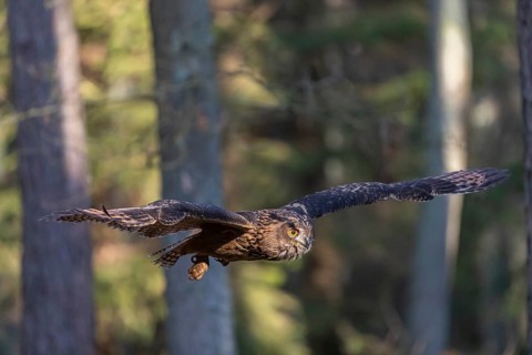 One Eurasian Eagle Owl, Bubo bubo, flying thru a forest with ferns on the ground