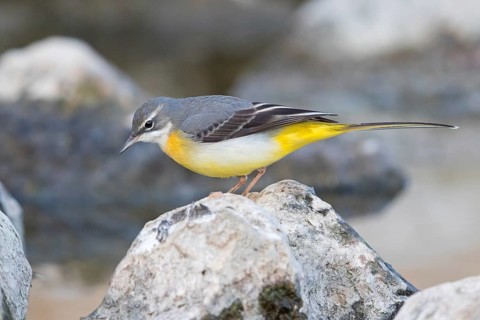 Grey wagtail (Motacilla cinerea), biotope, animals, birds, songbird species, family of wagtails and