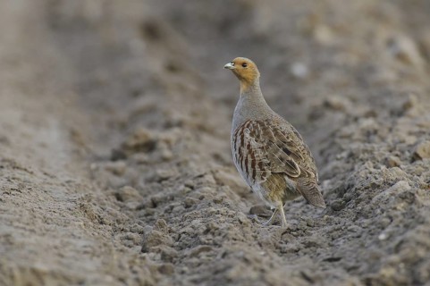 Grey Partridge (Perdix perdix), Lower Saxony, Germany